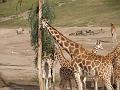 Giraffe Family